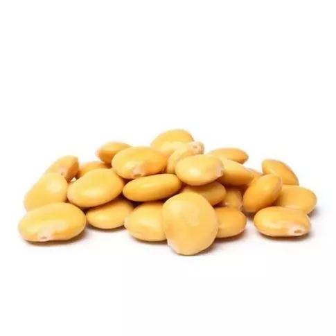 TREMOÇO PORTUGUÊS